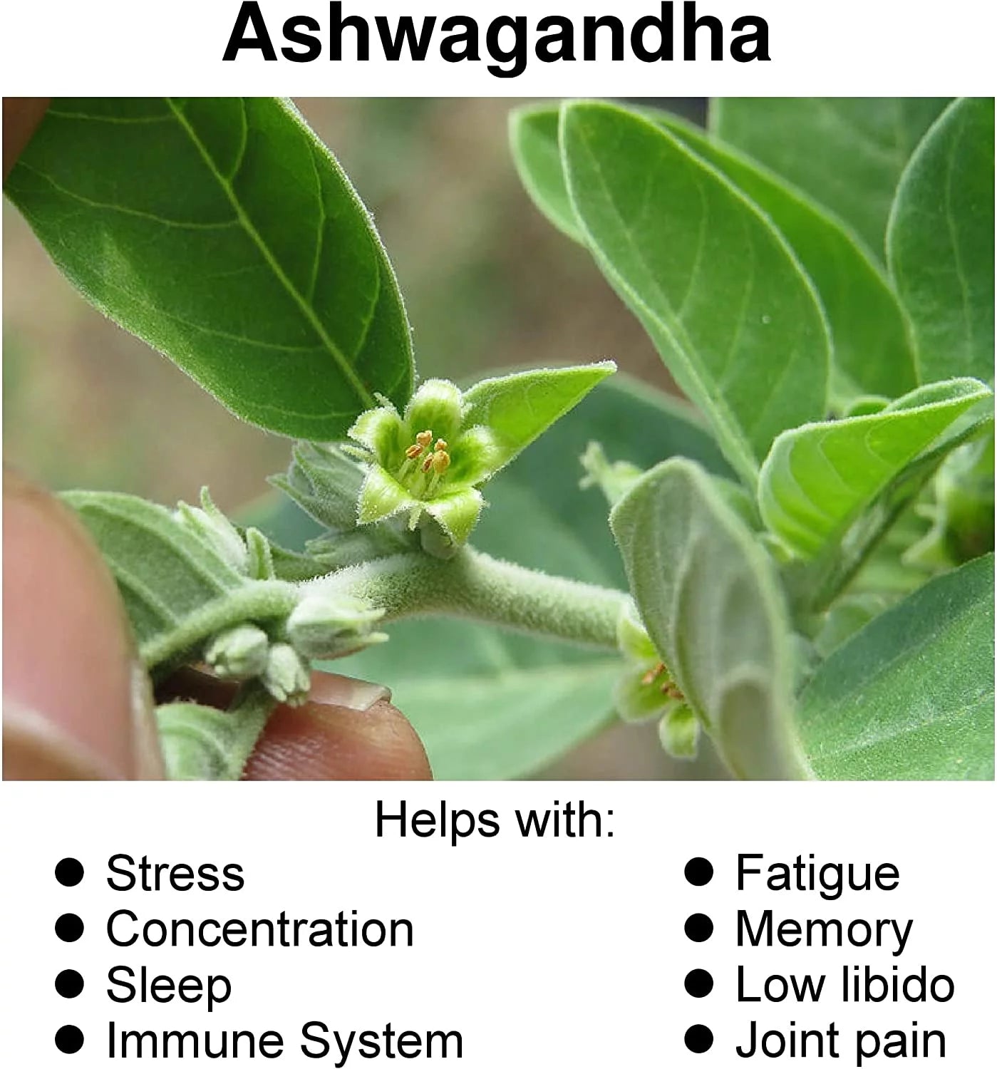Organic Ashwagandha Supplement 1300Mg with Black Pepper - Anxiety & Stress Relief, Enhance Mood - 60 Capsules